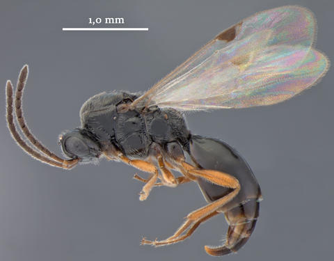 b_hawaiiensis_total.jpg